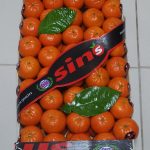 Sin Gıda Galeri